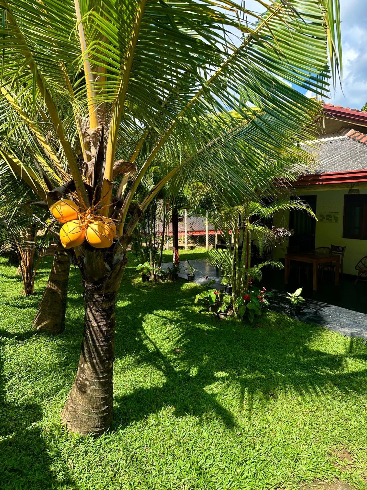 Jasmin Homestay Marakolliya Tangalle Dış mekan fotoğraf