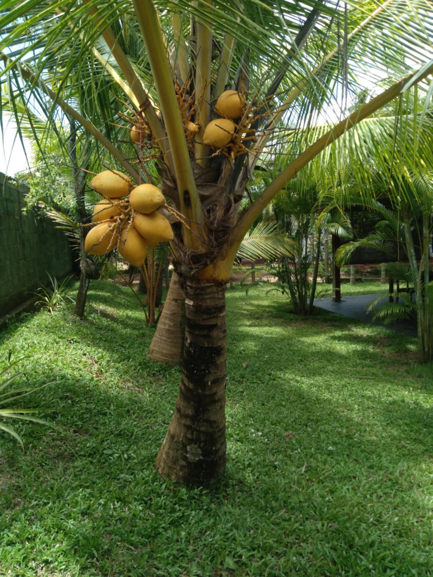 Jasmin Homestay Marakolliya Tangalle Dış mekan fotoğraf